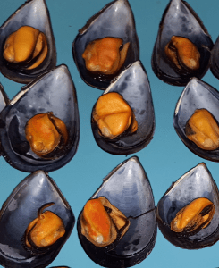 Mejillones
